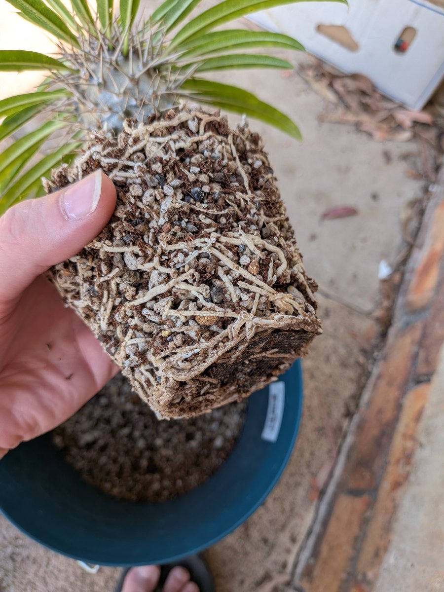 logcactus tweet picture