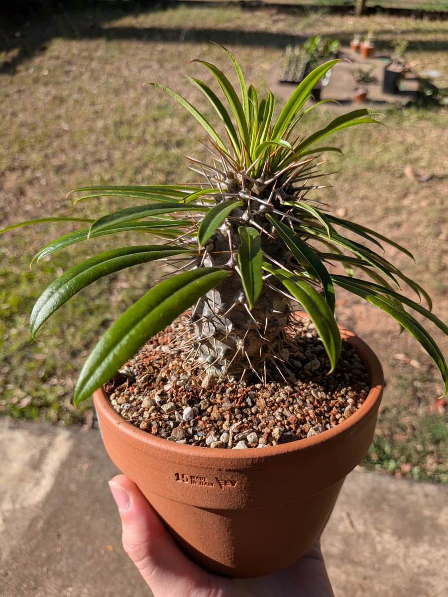 logcactus tweet picture