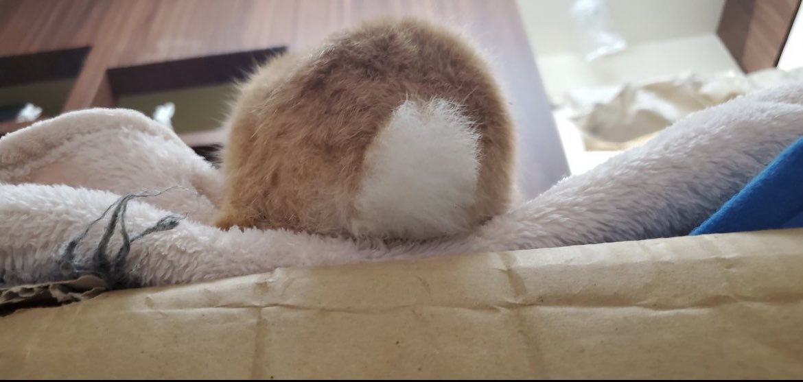 usaginoehon's tweet photo. ＃懐かしい写真

「あの…
タピオカが、落ちてくるんですけど…😅」

「えっ、なにか？🐰」

#タピオカ製造機が真上にあった😓 https://t.co/M18aKw5opJ