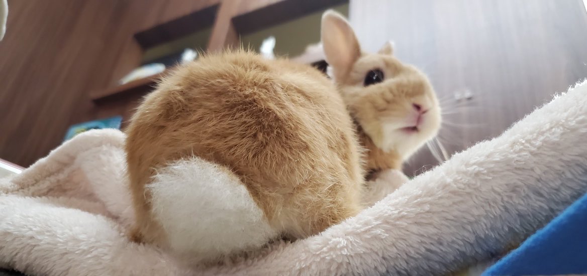 usaginoehon's tweet photo. ＃懐かしい写真

「あの…
タピオカが、落ちてくるんですけど…😅」

「えっ、なにか？🐰」

#タピオカ製造機が真上にあった😓 https://t.co/M18aKw5opJ