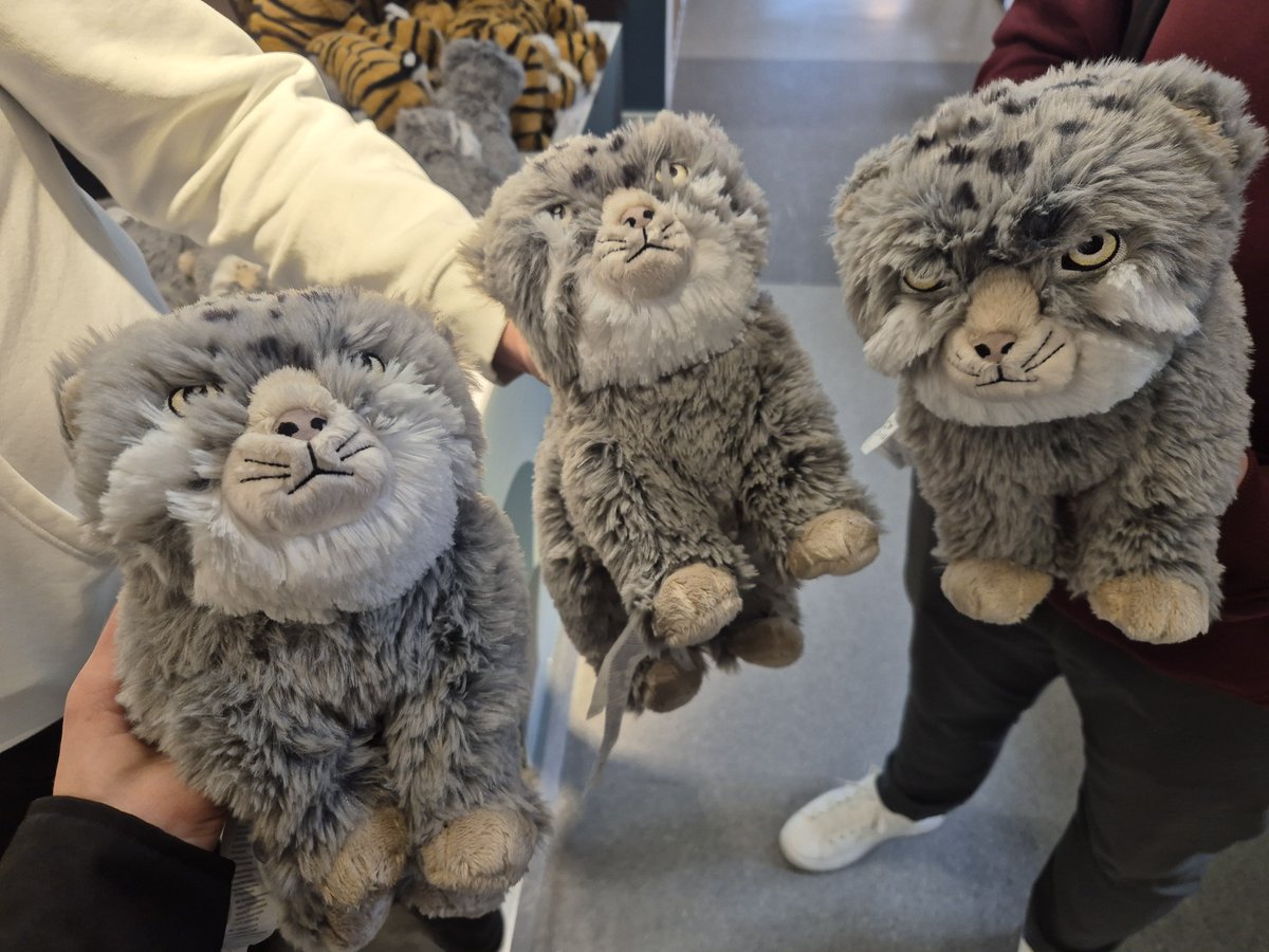 ilikecatpics's tweet photo. https://t.co/U3qDqwmofX