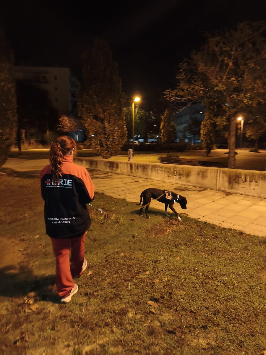 CreuRojaCAT's tweet photo. 🔴 Des d’aquesta matinada, l’equip de Gossos de Rescat i Recerca s’ha incorporat a la recerca del menor autista desaparegut a Granollers durant l’episodi de pluges torrencials #INUNCAT

Sobre el terreny hi treballen 11 persones voluntàries i 6 gossos especialitzats. https://t.co/Jyfn1hwwt9
