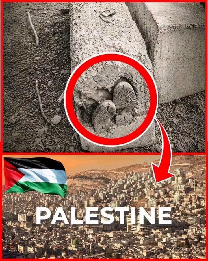 Ajmal_804's tweet photo. فلسطین کی یہ تصویر انسانیت کے ضمیر پر ایک سوال ہے 🇵🇸
فلسطین کو نہ بھولیں۔ https://t.co/w91M9kt0hf