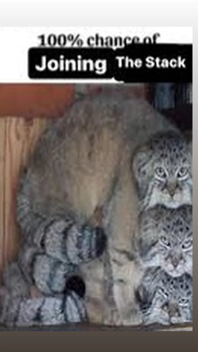 ilikecatpics's tweet photo. https://t.co/u6mTyrp2jT