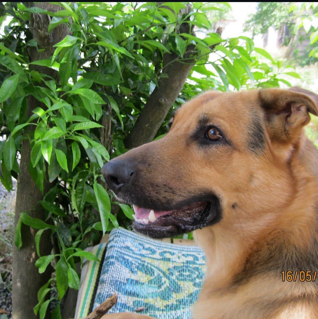 SepideRahimizee's tweet photo. Alex🥰🥰
#DogoftheDay #doghouse #GermanShepherd #gsd https://t.co/L6HZkoEKPR