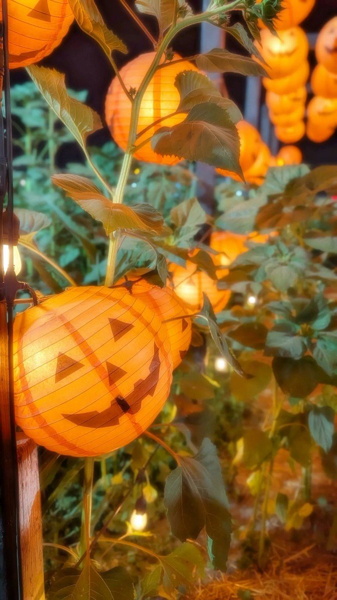 aratos535135's tweet photo. Halloween is my favorite holiday 🧡🎃
#gay #gaylatino #chub #bear #queer #halloween #pumpkinpatch https://t.co/j1kxyZRaqU