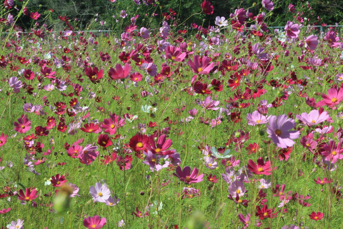 chisai0120's tweet photo. https://t.co/W7290hMsM1