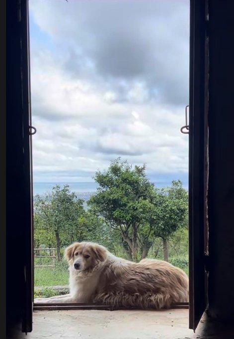 A fluffy, light-brown and white dog lies resting in a doorway, framed by the open doors, looking out over a scenic view of water and greenery under a cloudy sky.