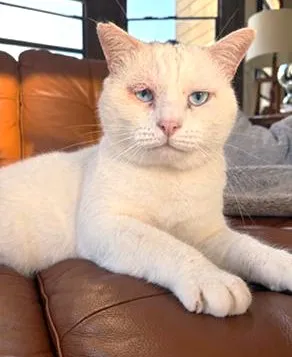 sachikoko's tweet photo. 🙏🏽PLZ SHARE
💙Sweet 3.7YO White Kitty PRINCE💙
▶️Rescued from Qatar. Gentle Soul Looking 4 My 2nd Chance
📣Needs A #FureverHome as your 1 &amp; only🐈
🙏🏽#Adopt
▶https://t.co/cDUgC25HkV
#SanFrancisco, #CA @givemesheltersf
#RehomeHour #US #cats
👉🏽FIV+ Cats Can Live A Long Healthy Life https://t.co/9de8iDGmKg