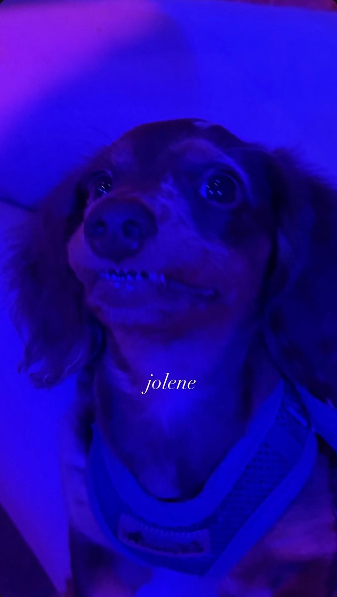 CelebratingManz's tweet photo. Manon new instagram story and we finally know the name of our furry friend: Jolene🥹💕 https://t.co/oxwGsWoQ5L