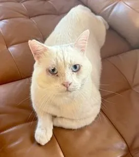sachikoko's tweet photo. 🙏🏽PLZ SHARE
💙Sweet 3.7YO White Kitty PRINCE💙
▶️Rescued from Qatar. Gentle Soul Looking 4 My 2nd Chance
📣Needs A #FureverHome as your 1 &amp; only🐈
🙏🏽#Adopt
▶https://t.co/cDUgC25HkV
#SanFrancisco, #CA @givemesheltersf
#RehomeHour #US #cats
👉🏽FIV+ Cats Can Live A Long Healthy Life https://t.co/9de8iDGmKg