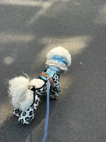 Ehrgdfdss's tweet photo. 特別な目的はなくても、愛犬とゆっくり歩くだけでいい。 https://t.co/BHU8jIaZp8