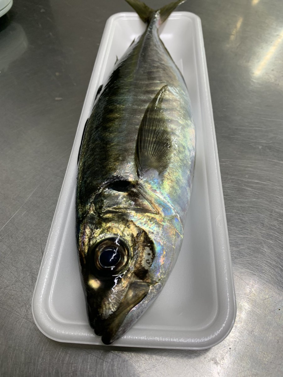 skanayaneko's tweet photo. 鯵です、味がいいから鯵です。刺身、焼き、フライ、干物、用途が沢山ありますネ、、、好きな料理は何ですか❓🤗 https://t.co/Q5YyOoDuBg