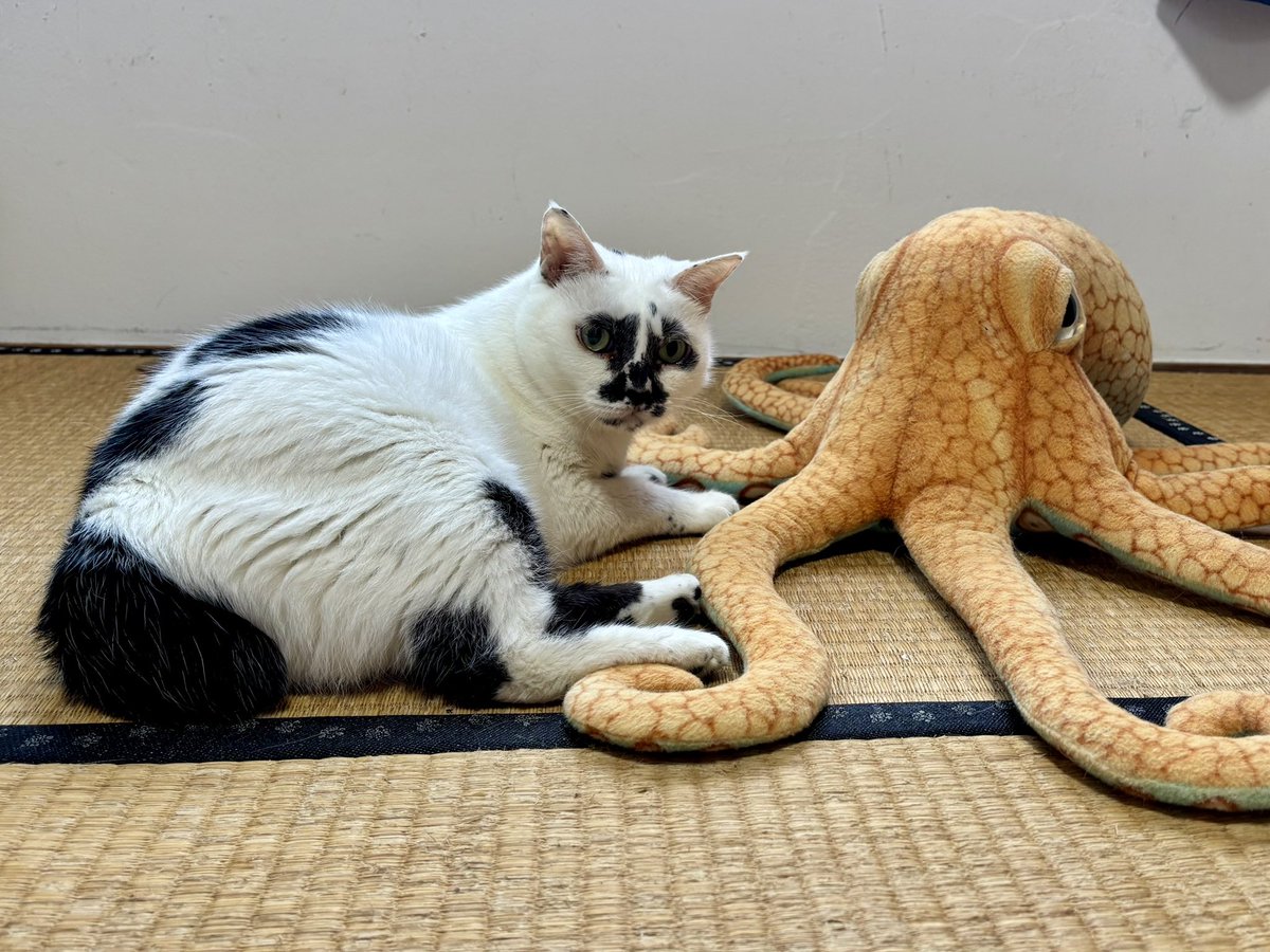 muddycat_atami's tweet photo. おやつ抜きの人 https://t.co/r7hDExilaJ