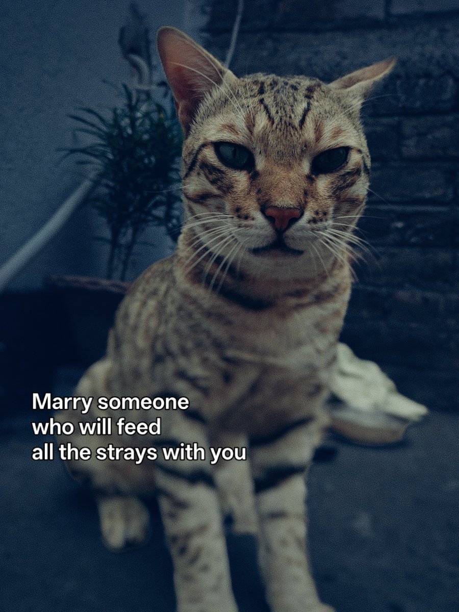 MyFeralNeighbor's tweet photo. Marry someone who will feed all the strays with you https://t.co/c8IL0kpYGS