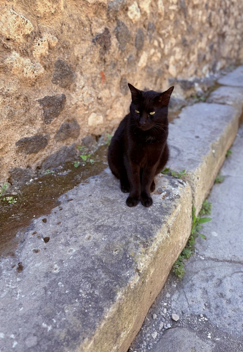 mangoldferfivq's tweet photo. Pompeii
#Crispy #Login https://t.co/WsBAF5Zz7O