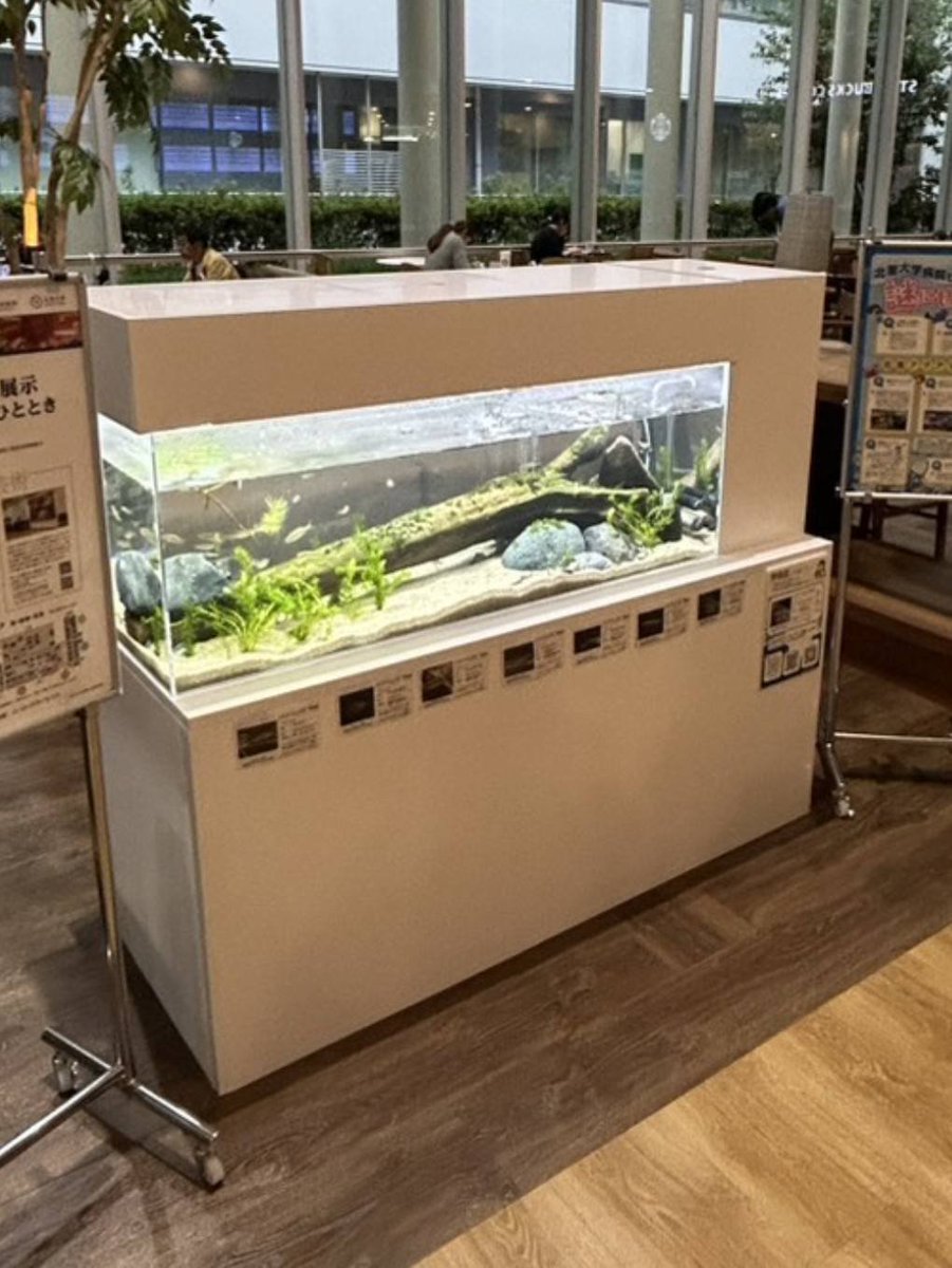 aqualabostaff's tweet photo. 先日、 #北里大学病院 にて「癒しの展示」のお披露目が行われました！✨

今回、#北里アクアリウムラボ も制作に携わらせていただきました！

魚と植物が織りなす美しい空間が、患者さんやお見舞いに訪れた方々、そして病院で働くスタッフの皆さんの心に癒しが届きますように🐟🌿

#癒し
#北里大学 https://t.co/7OgO79LYPH