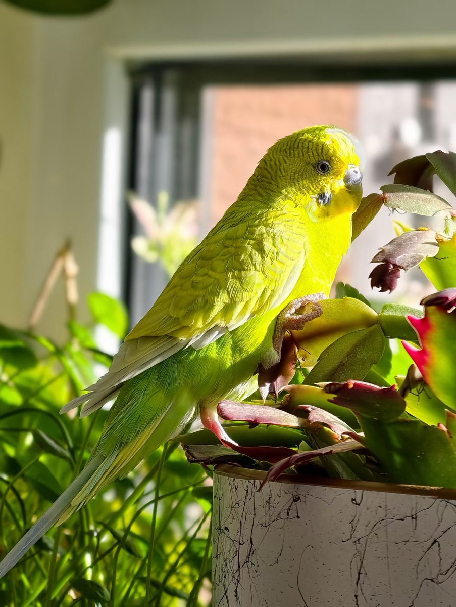 MarkCarpen14td's tweet photo. [Check out this super cute 祭慌姑! Its soft white feathers and curious little eyes are so lovely, perfect for a cozy nature post!]， https://t.co/VuZSMQ5ZEH
