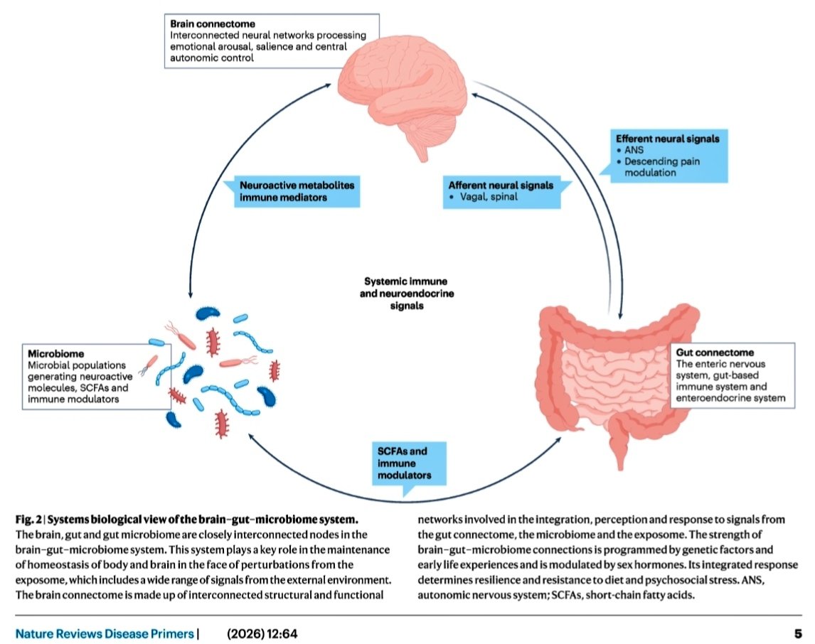 joseramosvivas's tweet photo. 💡🧬 El síndrome del intestino irritable (SII) afecta al 4–11% de la población mundial 🌍 y va mucho más allá de un simple malestar digestivo.

🧠🦠 Nature Reviews Disease Primers revisa cómo la alteración de la comunicación bidireccional intestino-cerebro-microbioma puede contribuir a la hipersensibilidad visceral, la activación inmunitaria de bajo grado 🔬🔥 y otros mecanismos implicados en los síntomas del SII.

🩺📋 El diagnóstico se basa en los criterios de Roma V, junto con la evaluación clínica y pruebas limitadas. El manejo es individualizado y escalonado e incluye educación del paciente 📚, intervenciones dietéticas 🥗, tratamientos farmacológicos 💊 y terapias conductuales dirigidas al eje intestino-cerebro 🧠↔️🦠.

🔭🧪 Estudios longitudinales que integren multiómica 🧬 y neuroimagen 🧠 podrían ayudar a identificar mejor subgrupos biológicos de pacientes y avanzar hacia estrategias más personalizadas 🎯.

🔗👇🏻 https://t.co/3FFNUn30ZD

#SII #SaludDigestiva #Microbioma #EjeIntestinoCerebro #Gastroenterología #Neurogastroenterología #Medicina #Ciencia #Investigación #Microbiota
@SEMicrobiologia