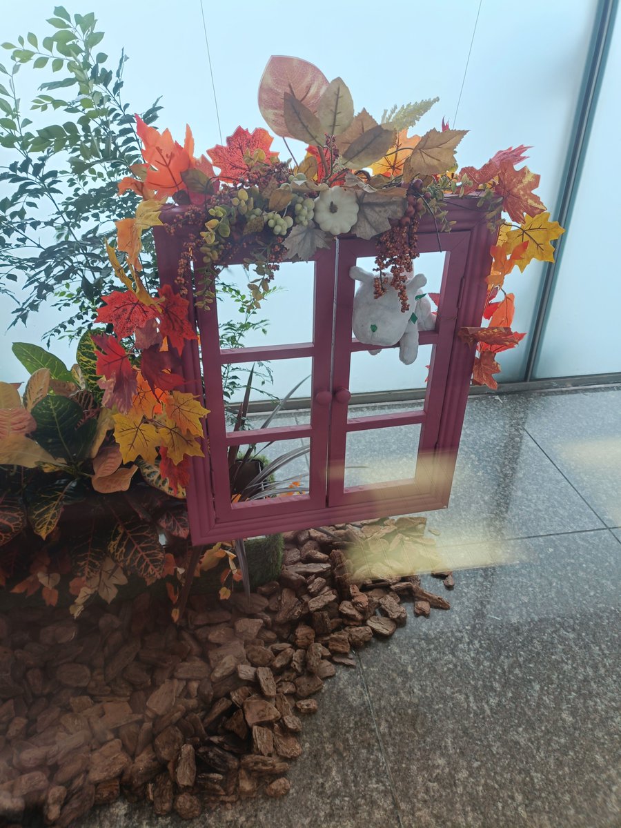 Bonbons_douce's tweet photo. 街のあちこちで
ハロウィンの装いが始まっていますね。

人生色々で
いろいろなことがおこりますが
自分の中で
消化して納得して前へ
一歩ずつ前に進んでいけたらと
思う今日この頃です🌷 https://t.co/XceXeylfoy