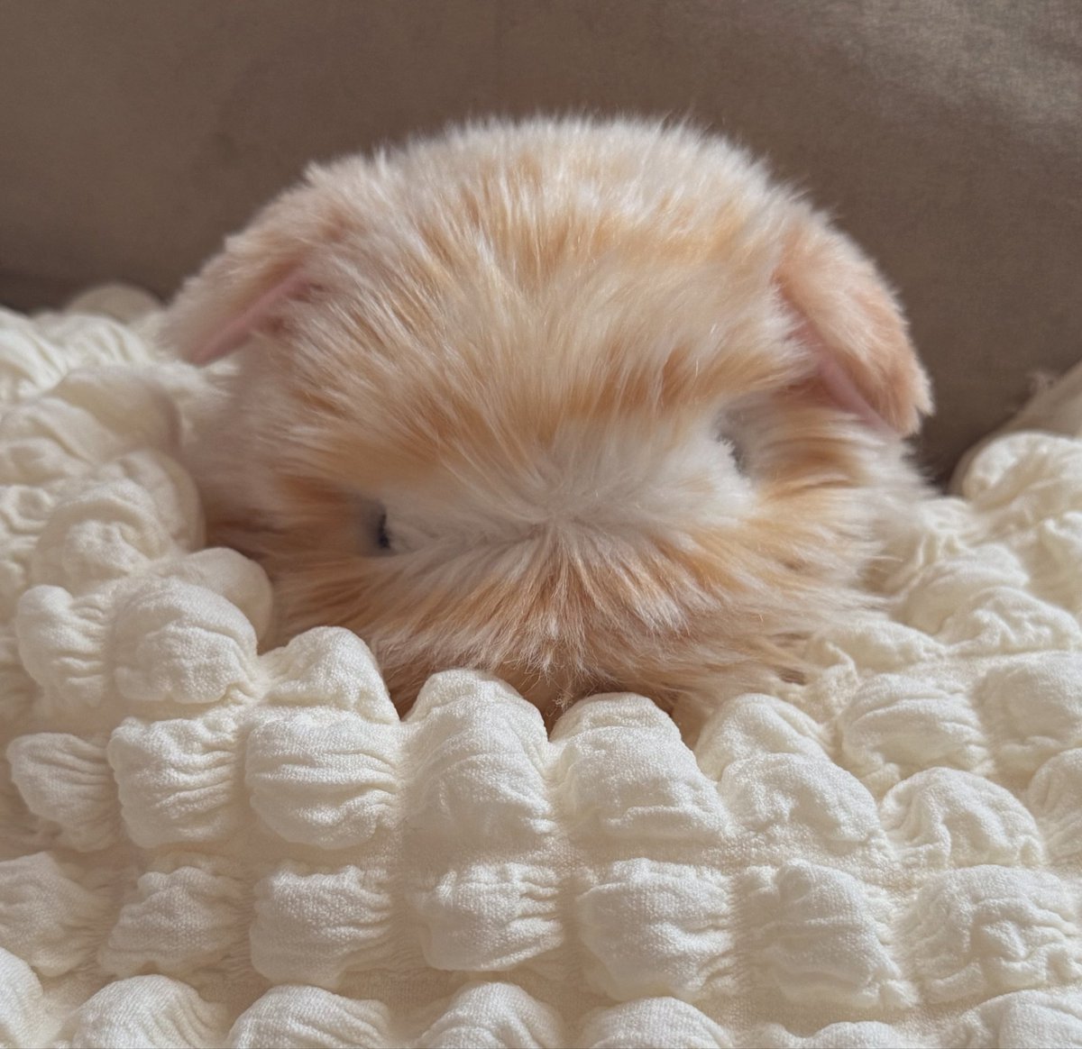 mofupimaru's tweet photo. おみみ、届きました🥯✨️

何から何まで可愛い…
色が凄く馴染んでて可愛い🎀
素敵なおみみをありがとう
ございます❤︎
@mofunono 
#モフリン https://t.co/a2Eo1i6vHF