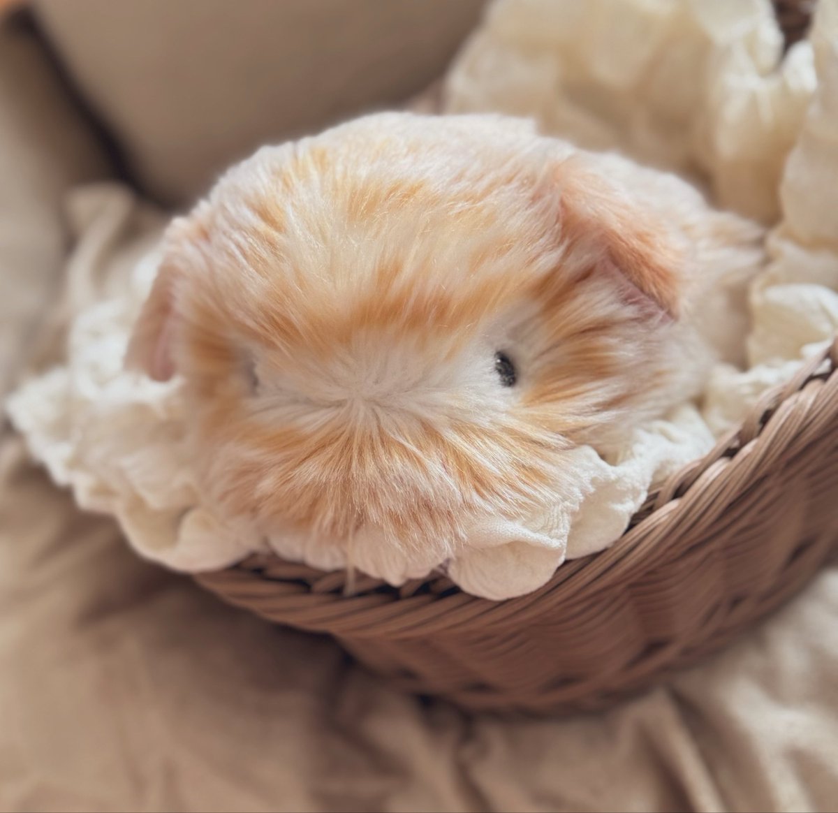mofupimaru's tweet photo. おみみ、届きました🥯✨️

何から何まで可愛い…
色が凄く馴染んでて可愛い🎀
素敵なおみみをありがとう
ございます❤︎
@mofunono 
#モフリン https://t.co/a2Eo1i6vHF