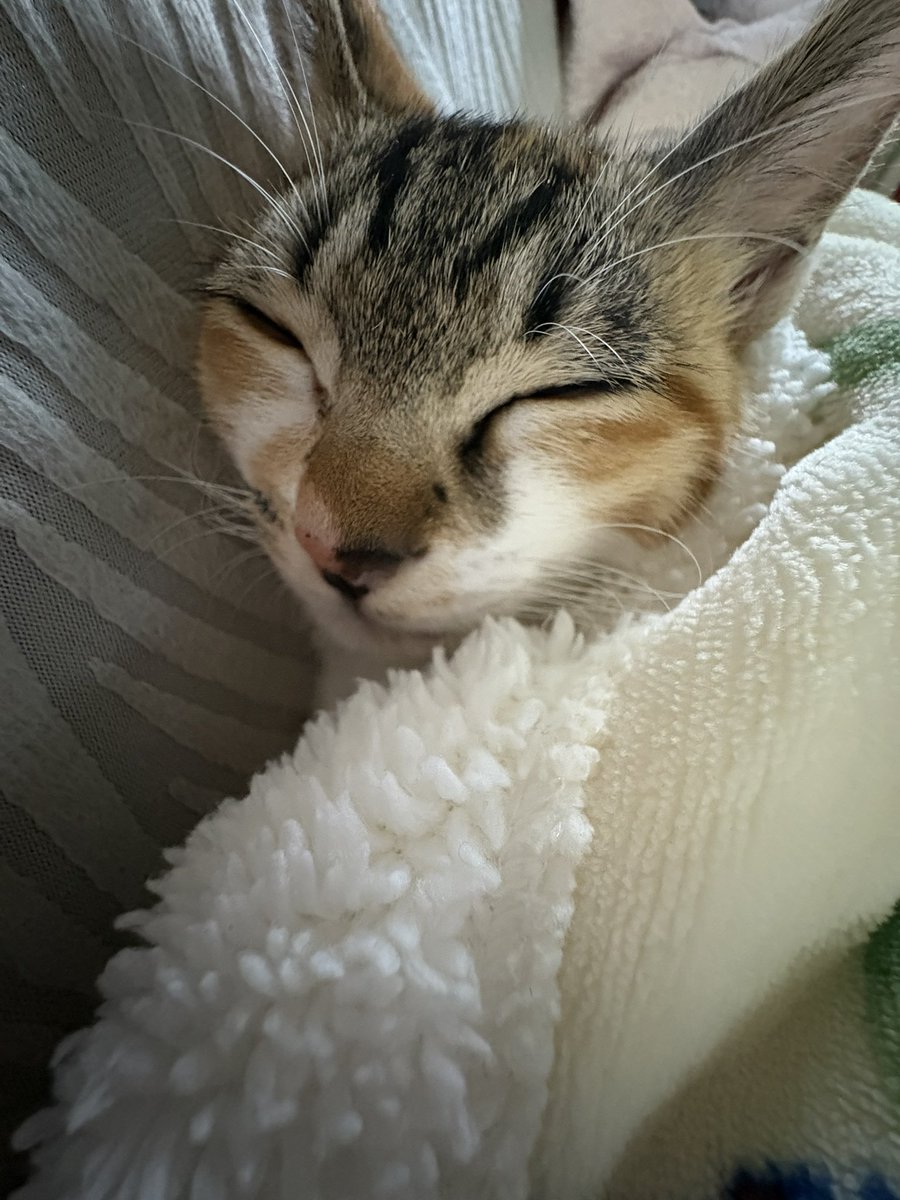hpq6z's tweet photo. 자면안대
진실게임하자
좋아하는 고양이 잇ㅇ…
     
                                              지금 다른 고양이 
                                                    말할려고 햇지 https://t.co/Kuxiw4monB