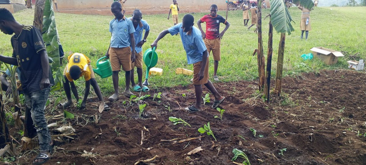 acfode's tweet photo. Following the recent activities at Bukere Primary and Secondary Schools, ACFODE extended the kitchen gardening initiative to Kabweza Primary School, where members of the GBV Prevention Club took part in planting kitchen gardens and fruit trees.

Beyond learning about GBV prevention, the learners are gaining practical skills they can use at home to support food production and household well-being.

It is encouraging to see GBV Prevention Clubs becoming spaces where young people gain knowledge and skills that benefit them at school and at home.

#ACFODE #GBVPrevention #KitchenGardening #YouthEmpowerment #FoodSecurity #GenderEquality