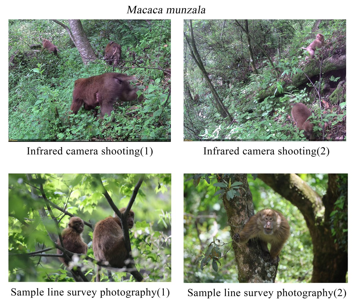 BioDataJournal's tweet photo. 🐒 First systematic survey of two #macaque species in Xizang, China: 11 troops of Arunachal macaques (avg. ~14 individuals) and 10 troops of white-cheeked macaques (~17), with infants in both, giving baseline data for conservation: https://t.co/hHyJydwpGe 

#Primates https://t.co/8D6AbfZxSi