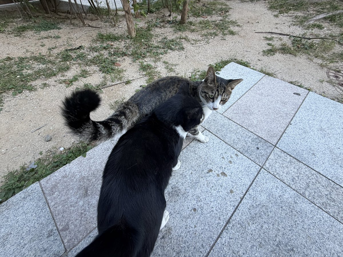 siooqu tweet picture