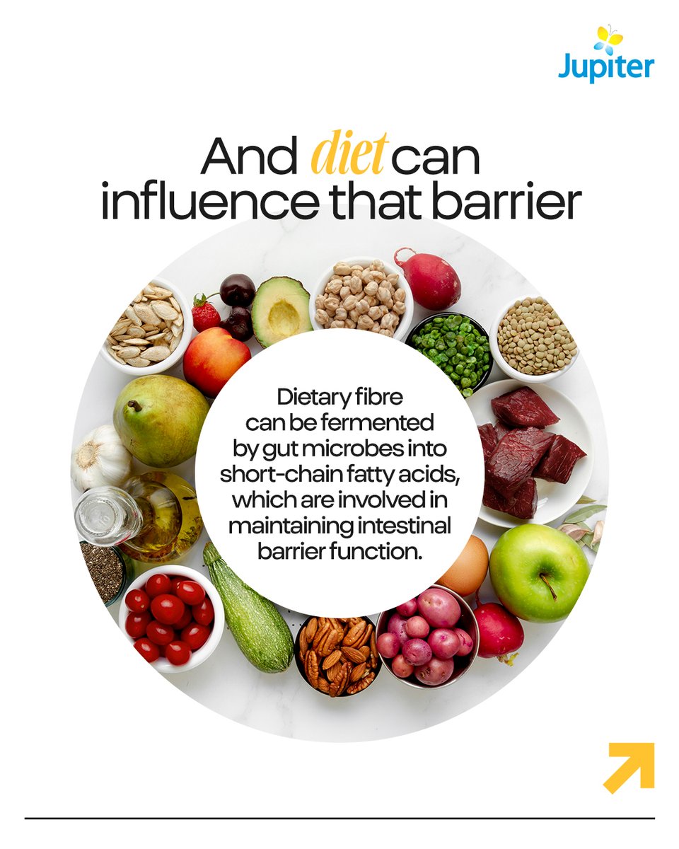 JupiterLifeline's tweet photo. Your gut has a barrier that helps decide what gets through and what stays out.

And your diet can play a role in maintaining it. Swipe through to understand the connection. 

#GutHealth #GutBarrier #IntestinalHealth #CrohnsDisease #GutCheck #JupiterHospitals https://t.co/9zdSCeb6QD