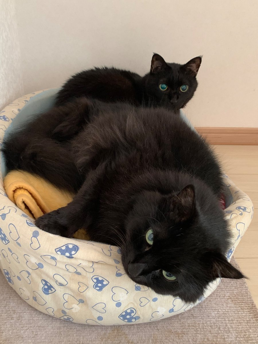 itopre's tweet photo. 響ちゃん寝るとこ狭くね？w

#猫
#猫がいる��せ
#猫のいる暮らし
#猫好きさんと繫がりたい
#黒猫同盟
#龍(兄・長毛)
#響(弟・短毛) https://t.co/V5HIJWrk8F