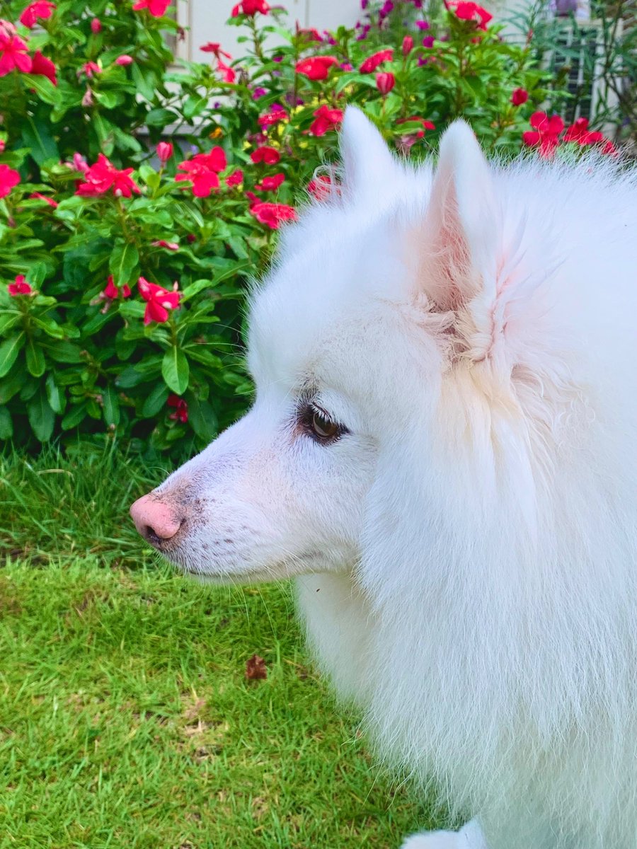 itopre's tweet photo. レオンちゃんには赤いお花がよく似合う✨

#日本スピッツ
#レオンハルト
#犬 
#犬が会社にいる幸せ 
#犬のいる暮らし 
#犬好きさんと繋がりたい https://t.co/S9ORdrbUE2