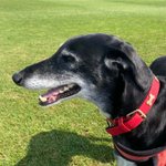 Photo by dogsblog.com Bring Joy, Adopt a Dog! (@DogsBlog)