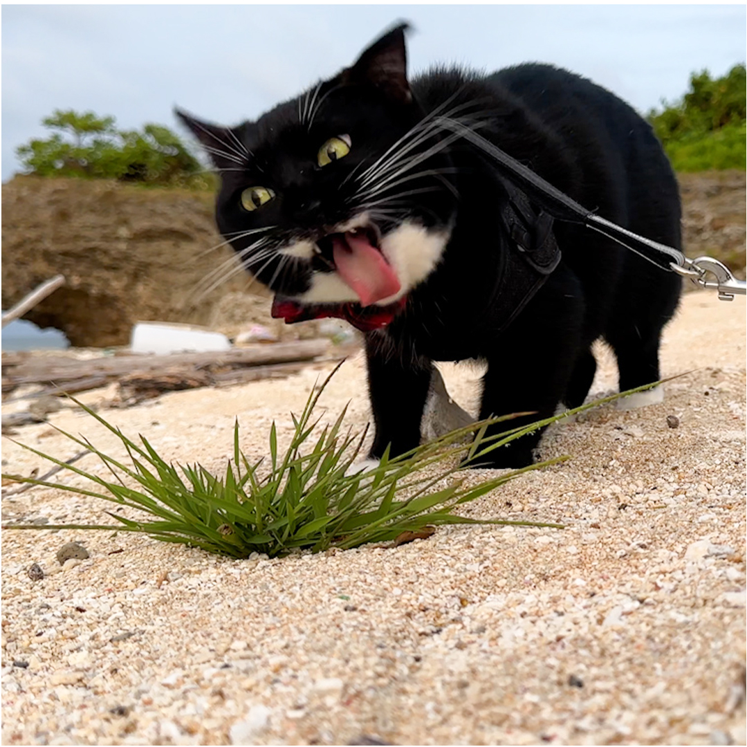 lala_osanpo's tweet photo. ←インスタに載せる写真
                      Xに載せる写真→ https://t.co/rovBPaGZbg