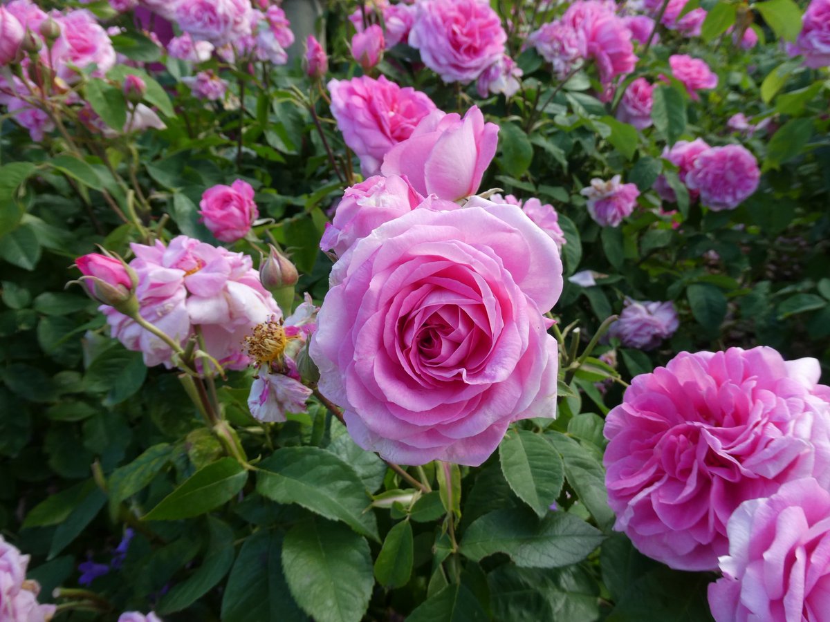 Cocoa_Cocoadoll's tweet photo. @marutxt1205 薔薇はお好きでしょうか？
少しでもお心がやすらかになりますように祈りいたします https://t.co/xw94CXCth9