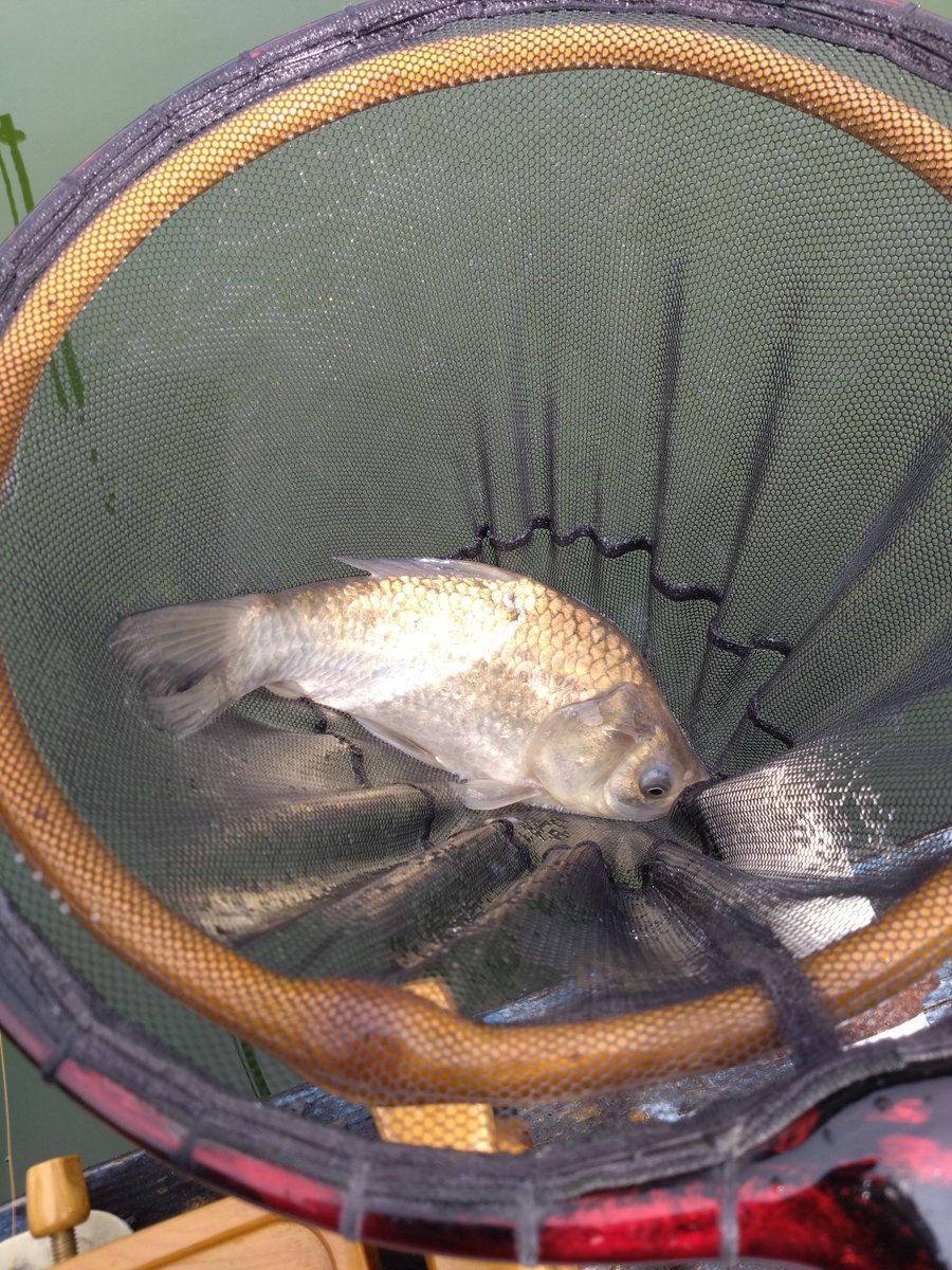 imatoku1969's tweet photo. 今日もホームの鈴木園(1号池)9尺両ダンゴバランスの底釣りです😁まだまだ小魚さん達疲れていませんでした😊お昼で終了の3枚でした。近々手賀沼に
漁に行かれるので。新べらに期待したいと思います🐟 https://t.co/Rt99NVxfrj