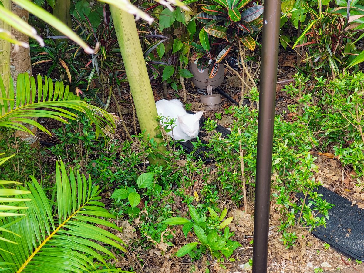 gAlsige81's tweet photo. 日本でここだけじゃないか、野良猫が出没するテーマパーク笑 https://t.co/ii8nf7RKy5