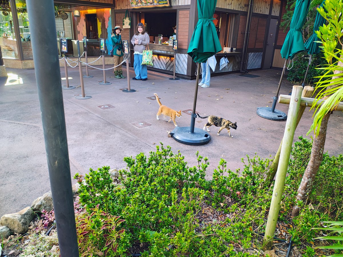 gAlsige81's tweet photo. 日本でここだけじゃないか、野良猫が出没するテーマパーク笑 https://t.co/ii8nf7RKy5