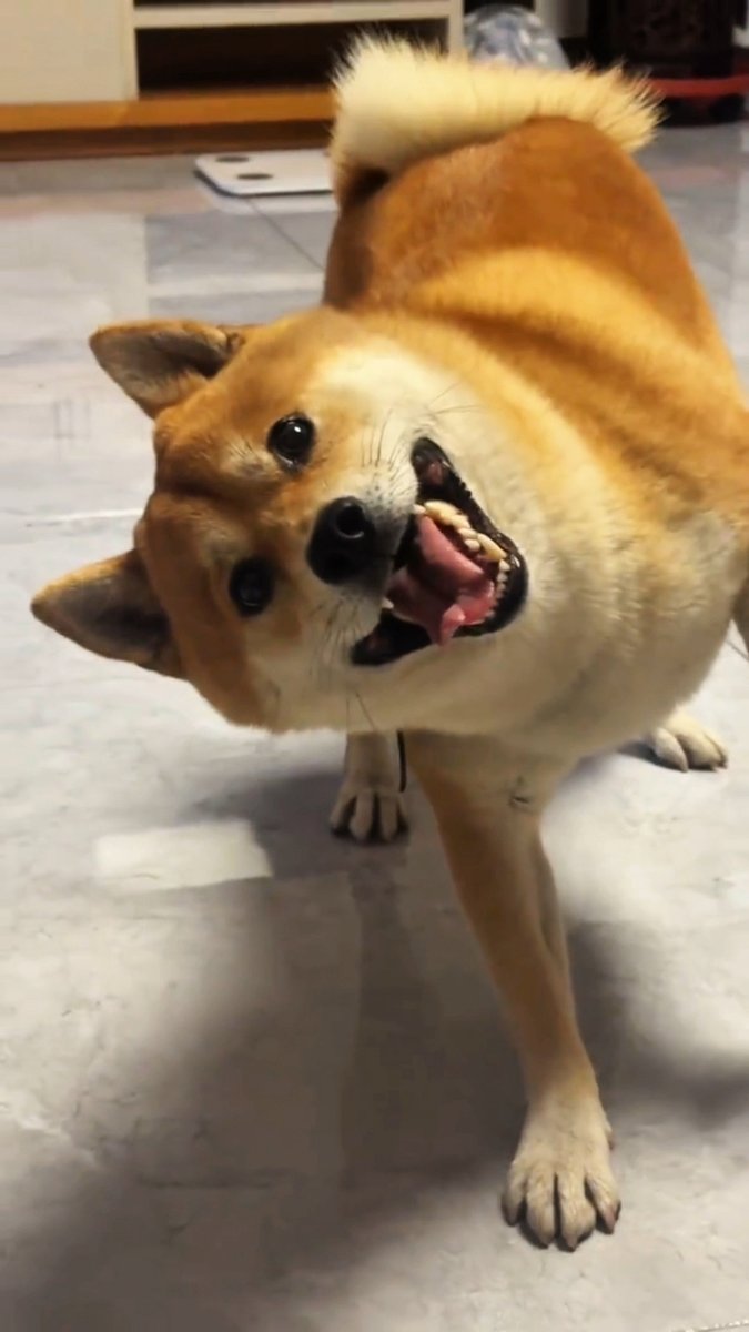 ApexBeaconmseo's tweet photo. My friend's quirky pet dog, Zhai, always makes fun of me by "scaring" me gently with its neck, and then runs away in a row! https://t.co/uMU1HQR6HV