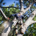 Photo by Driscoll Tree Service (@DriscollTree)
