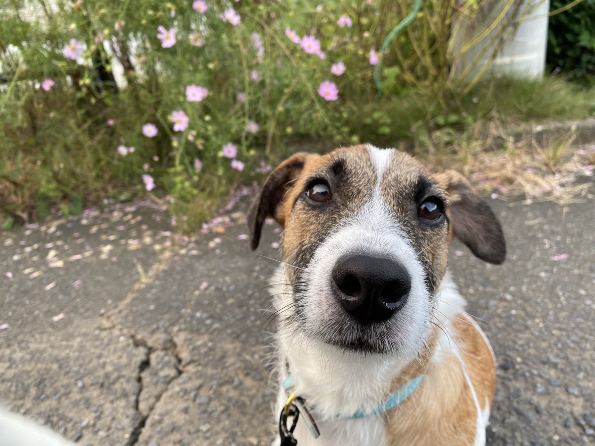 u9jef's tweet photo. 秋桜？それとも、オレ❓🐶✨ https://t.co/TuzEuaYtyF