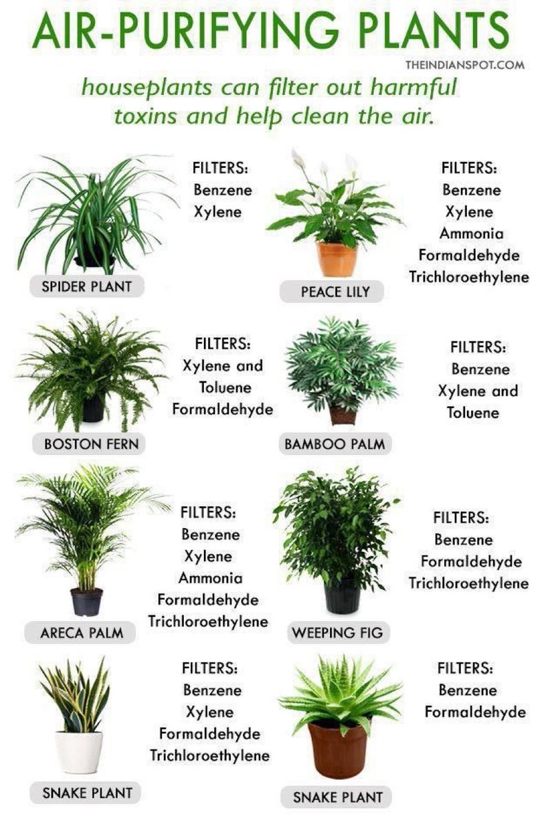 vegastarr's tweet photo. Your home is full of invisible toxins. 🪴
Synthetic furniture, paint, and plastics pollute 
your air daily.

Nature already built the perfect filtration system.
These plants absorb toxins and restore clean 
oxygen naturally.✨

Which one do you have in your space? 👇 https://t.co/9vhCxVHXbk
