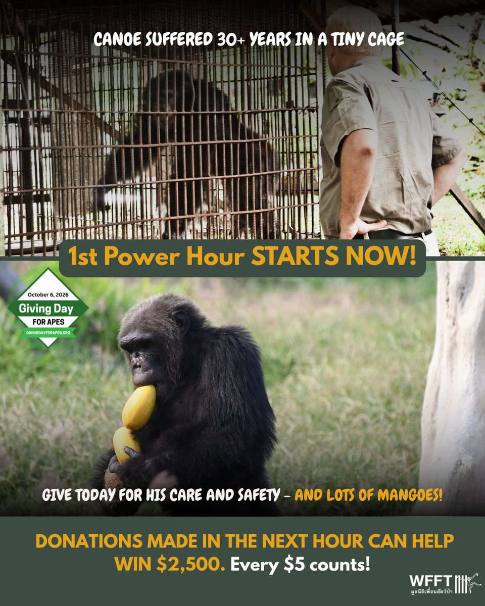 WFFThailand's tweet photo. THE FIRST POWER HOUR OF #GIVINGDAYFORAPES STARTS NOW 💪 $5 from you this hour can help win $2,500 for #rescued #apes like Canoe. The organisation that receives the most individual donations in the next hour will win the prize. Every single $5 counts!
👉 https://t.co/HAQNVysxro https://t.co/TMKuT6KkrS