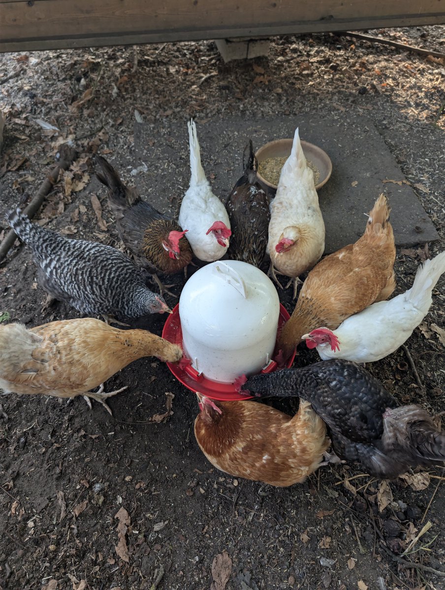 maxthepilgrim's tweet photo. It's funny always wanted to work for big corp creative agencies. Today i just want to spend time with my chicken while Codex is building my own little business ✨ https://t.co/GsHSShQovC
