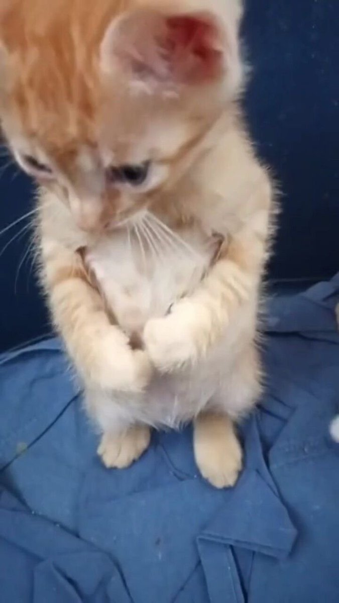 oscarimut's tweet photo. kitten😭 https://t.co/Bnfj6cPTiY