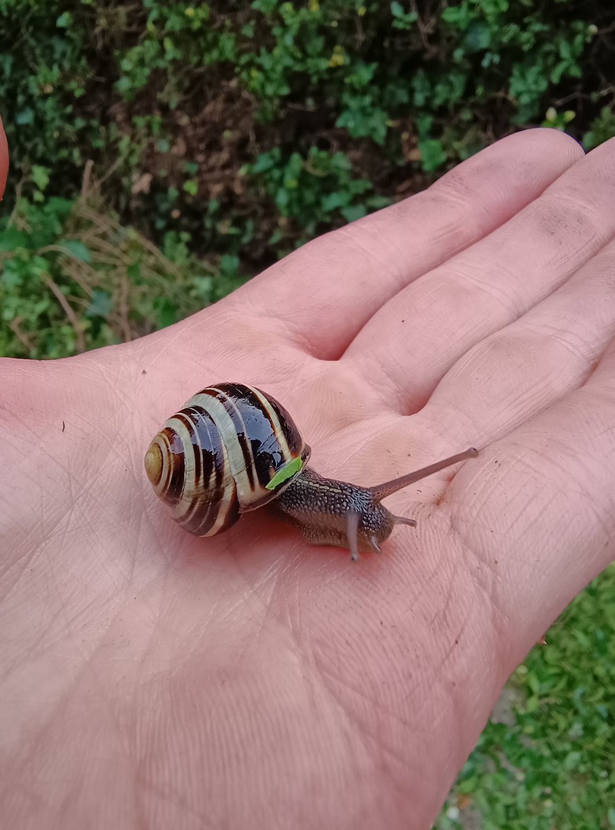 StephenMoreton3's tweet photo. Cutting the hedge & thankfully spotted this little beaut just in time 🐌
#wildlife #garden #uk #love #humanity https://t.co/5eOEMJgmH0