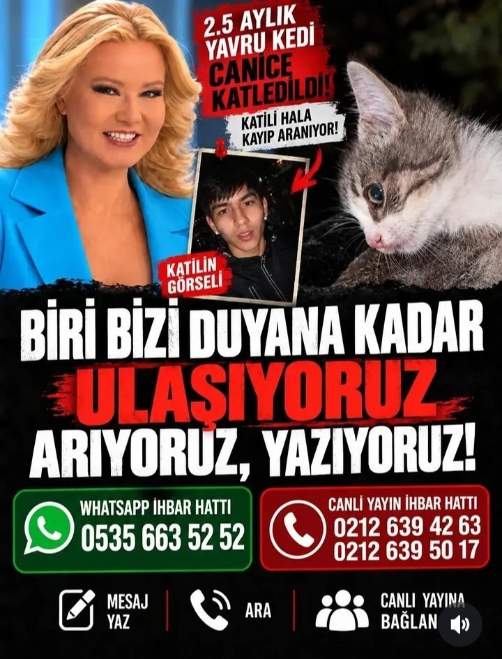 weng_ya34966's tweet photo. 📣👊🇹🇷🐱🐾

第 41 天  

我們不會忘記。  

在兇手被繩之以法之前，我們不會沉默！！ https://t.co/eHBLEKKkwS