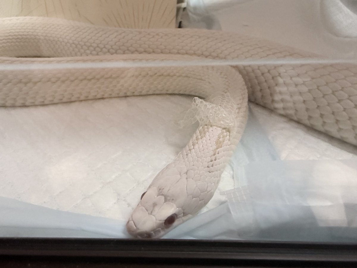 poyo_76_'s tweet photo. あめー！

ぴおつ🐍
頑張ったね〜

#コーンスネーク https://t.co/9yAuZc6jGe