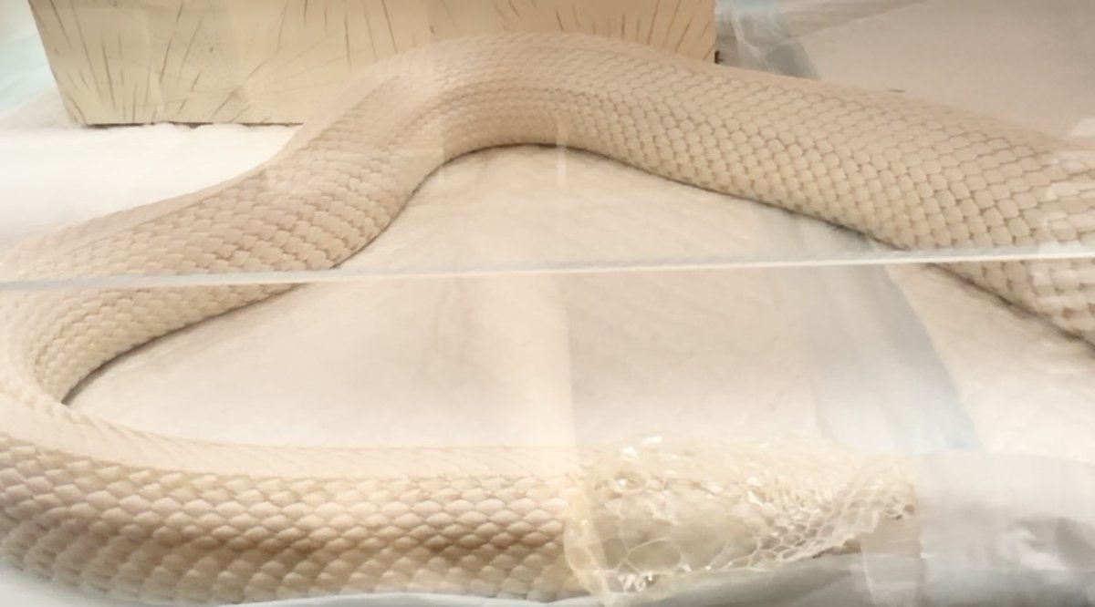 poyo_76_'s tweet photo. あめー！

ぴおつ🐍
頑張ったね〜

#コーンスネーク https://t.co/9yAuZc6jGe